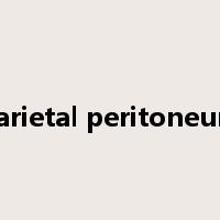 parietal peritoneum是什么意思