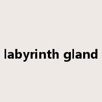 labyrinth gland是什么意思