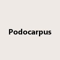 Podocarpus是什么意思