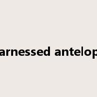 harnessed antelope是什么意思