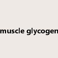 muscle glycogen是什么意思