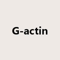 G-actin是什么意思
