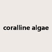 coralline algae是什么意思