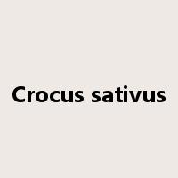 Crocus sativus是什么意思