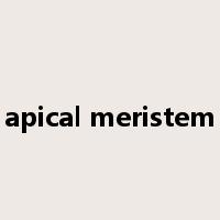 apical meristem是什么意思