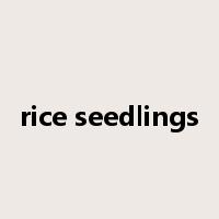 rice seedlings是什么意思