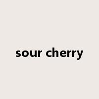 sour cherry是什么意思