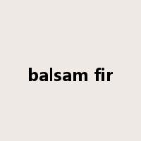 balsam fir是什么意思