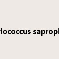 Staphylococcus saprophyticus是什么意思