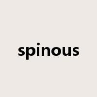spinous是什么意思