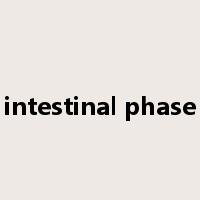 intestinal phase是什么意思
