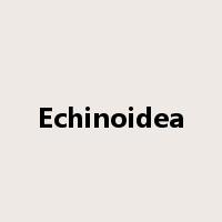 Echinoidea是什么意思
