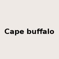Cape buffalo是什么意思