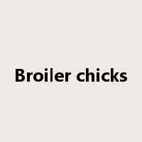 Broiler chicks是什么意思