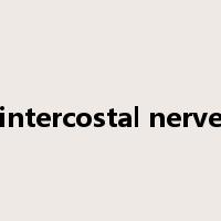intercostal nerve是什么意思