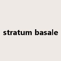 stratum basale是什么意思