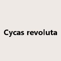 Cycas revoluta是什么意思