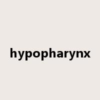 hypopharynx是什么意思