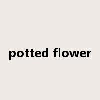 potted flower是什么意思