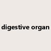 digestive organ是什么意思