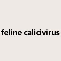 feline calicivirus是什么意思