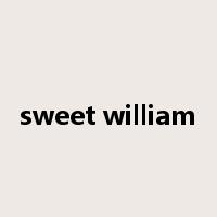 sweet william是什么意思