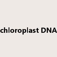 chloroplast DNA是什么意思