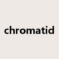 chromatid是什么意思