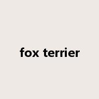 fox terrier是什么意思