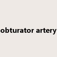 obturator artery是什么意思