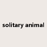 solitary animal是什么意思