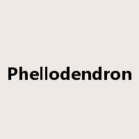 Phellodendron是什么意思