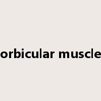 orbicular muscle是什么意思