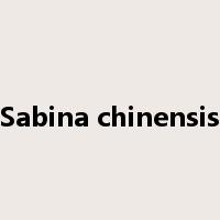 Sabina chinensis是什么意思