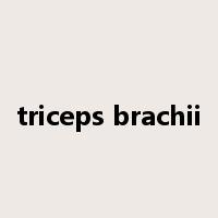 triceps brachii是什么意思