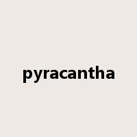 pyracantha是什么意思