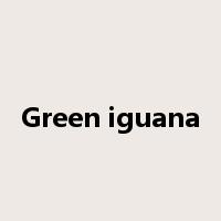 Green iguana是什么意思