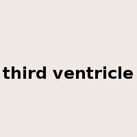 third ventricle是什么意思