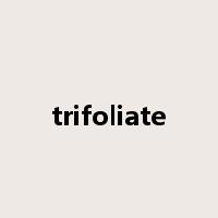 trifoliate是什么意思