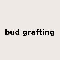 bud grafting是什么意思