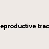 reproductive tract是什么意思