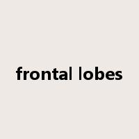 frontal lobes是什么意思