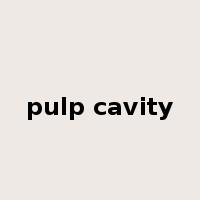 pulp cavity是什么意思