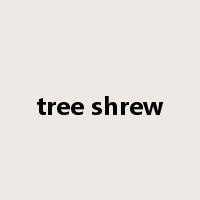 tree shrew是什么意思