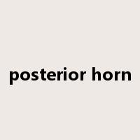 posterior horn是什么意思