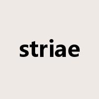 striae是什么意思
