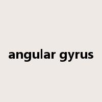 angular gyrus是什么意思
