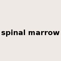 spinal marrow是什么意思