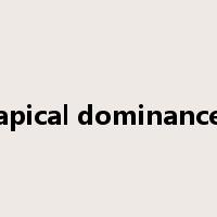 apical dominance是什么意思