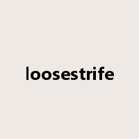 loosestrife是什么意思